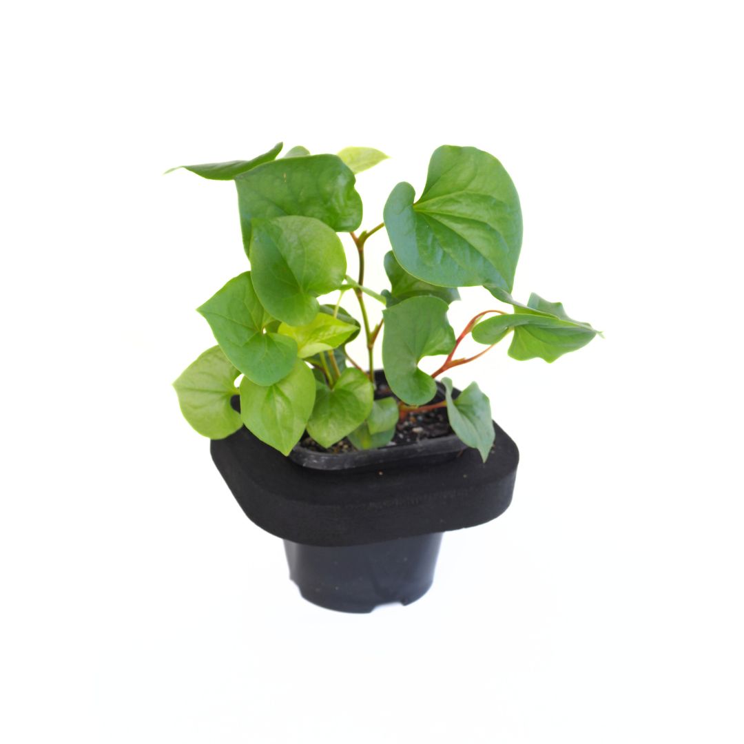 Swamp Pepper (Houttuynia cordata) with Floating  Ring