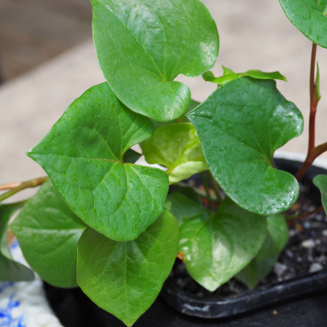 Swamp Pepper (Houttuynia cordata) with Floating  Ring