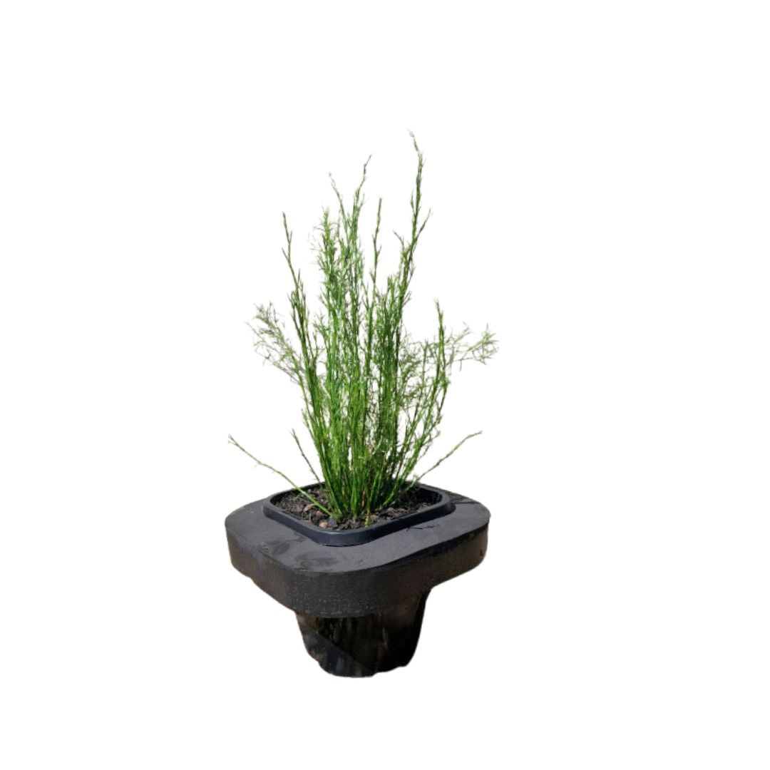 Tassel Cord Rush (Baloskion tetraphyllum) with Floating Ring