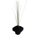 Baumea Juncea (Bare Twig Rush) Pond Plant with floating pond ring