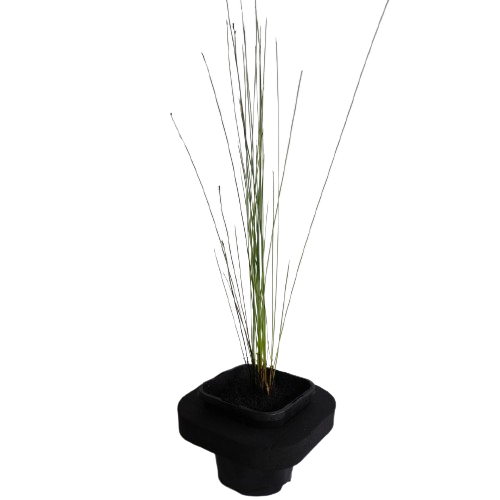 Baumea Juncea (Bare Twig Rush) Pond Plant with floating pond ring