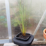 Baumea Juncea (Bare Twig Rush) Pond Plant with floating pond ring 12cm pot