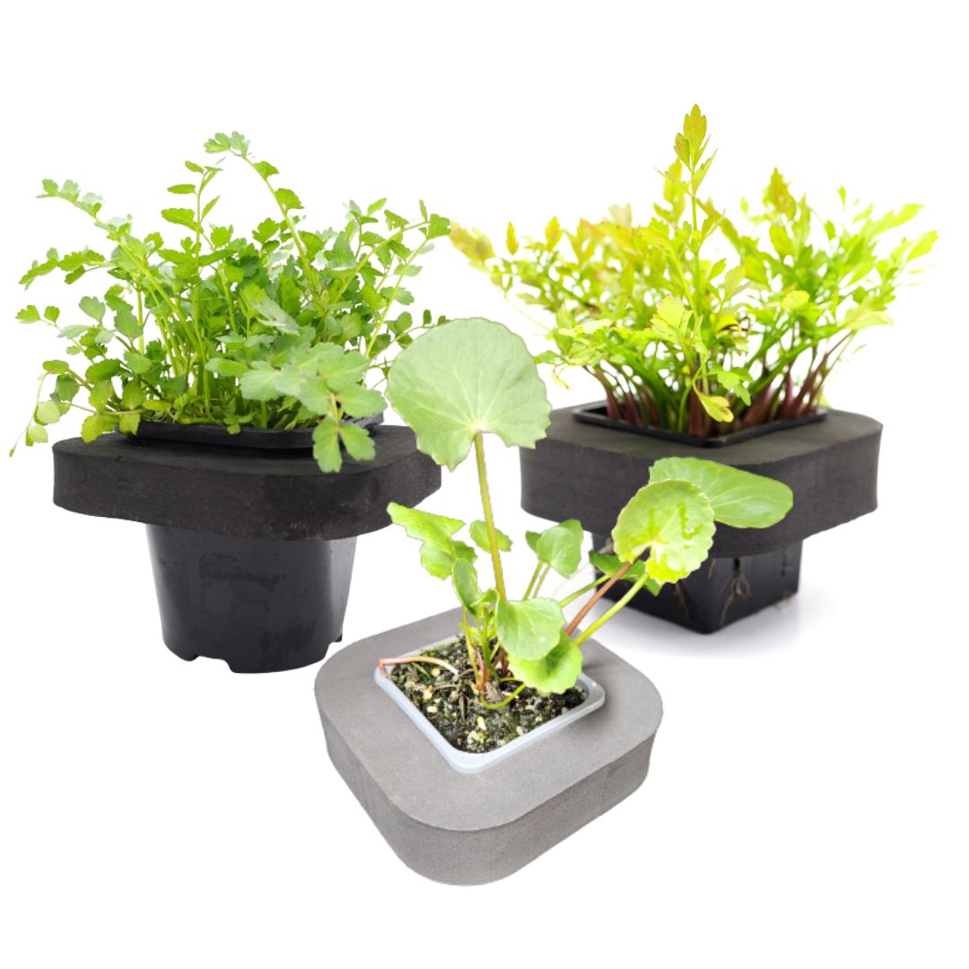 Buy Edible Pond Plants Australia | Edible Pond Plant 3 Pack – We Know ...