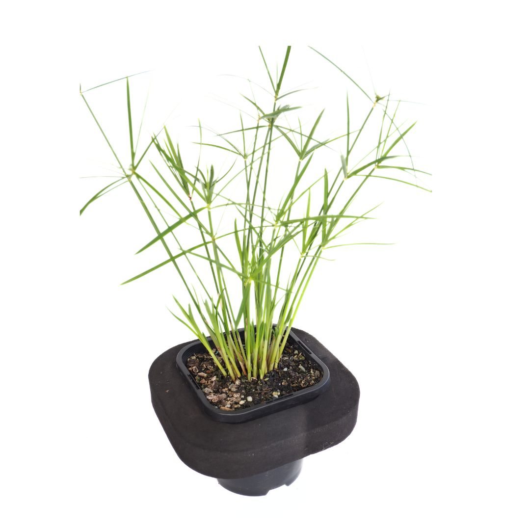 Dwarf Umbrella Grass (Cyperus Alternifolius Nanus) Pond Plant with Floating Ring