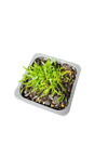 Brisbane Water Grass (Lilaeopsis brisbanensis)