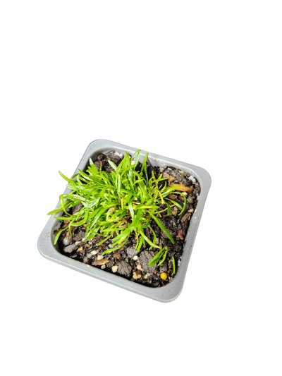 Brisbane Water Grass (Lilaeopsis brisbanensis)