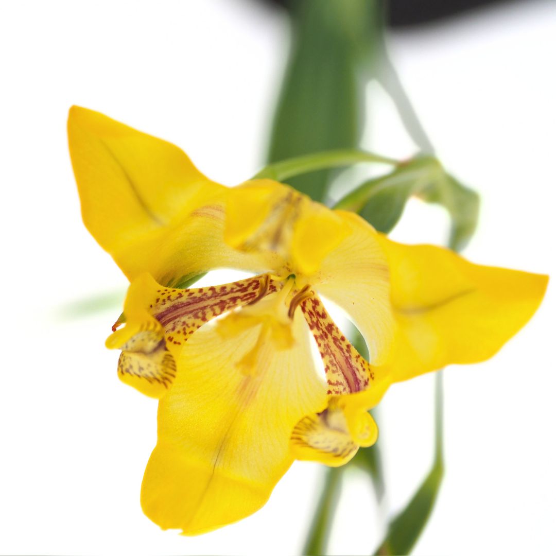 Water Orchid (Cypella aquatilis) with Floating  Ring