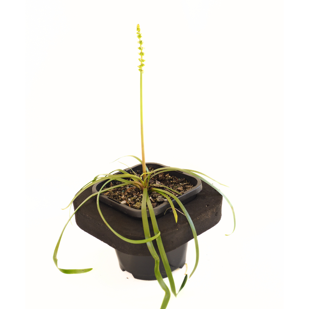 Water Ribbon (Triglochin procera ) Pond Plant with Floating Ring – We ...