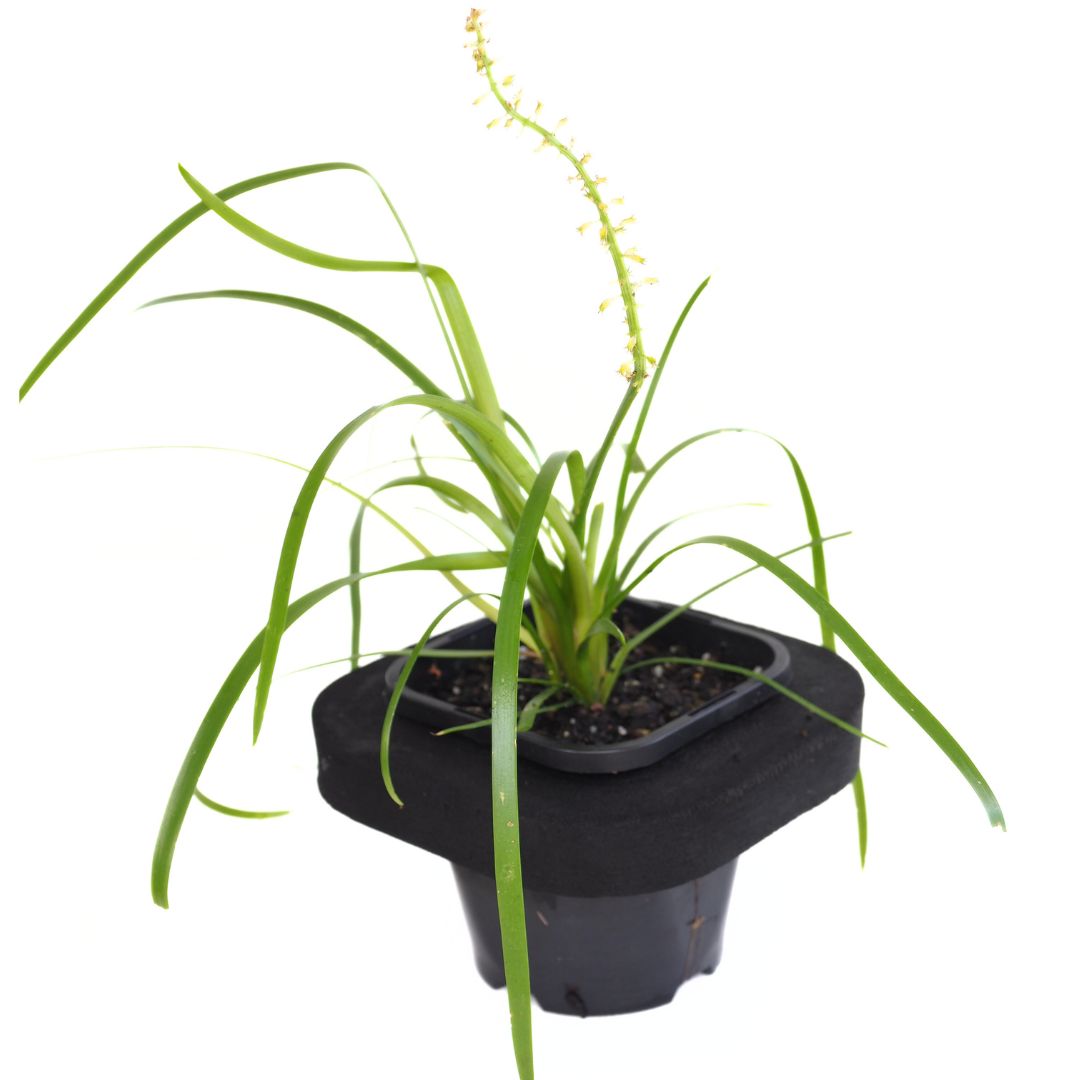 Buy Pond Plants Australia | Water Ribbon (Triglochin procera ) Pond ...