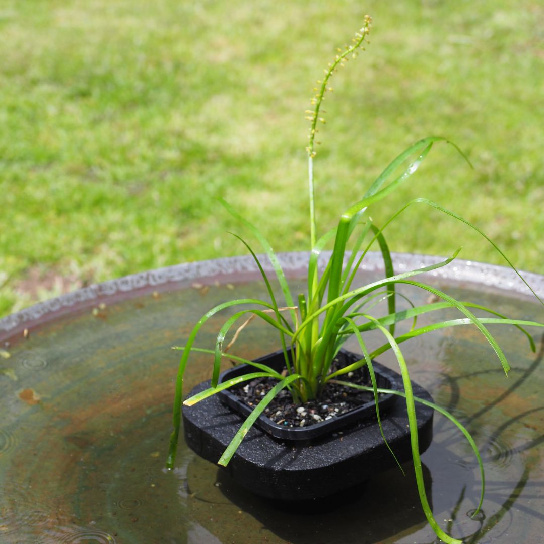 Buy Pond Plants Australia | Water Ribbon (Triglochin procera ) Pond ...