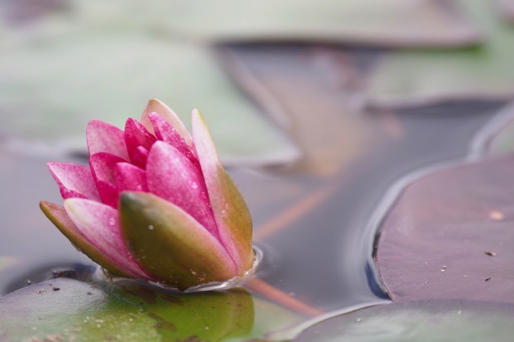Yuh Ling Hardy Water Lily (Nymphaea) - Corm only
