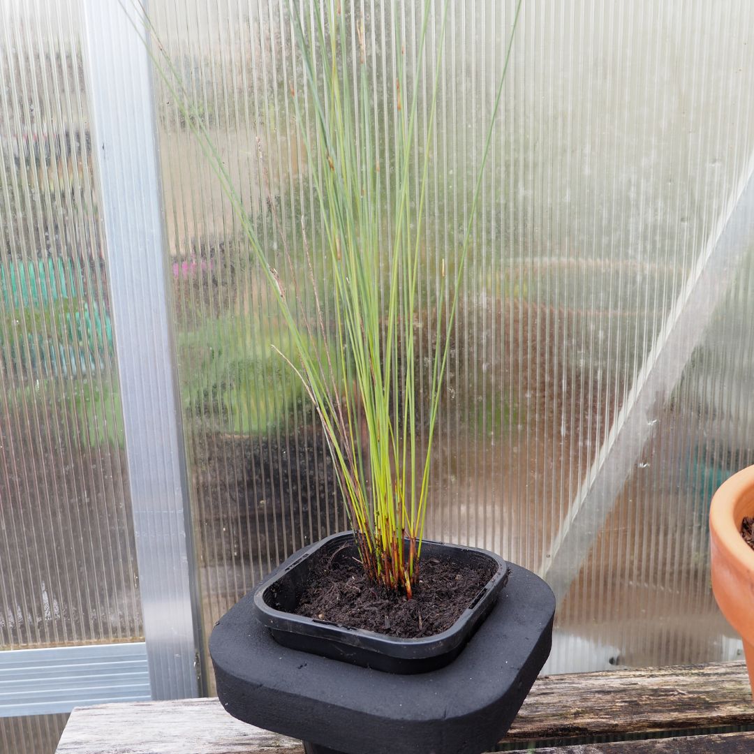 Buy Reeds, Rushes and Grasses for Ponds and Dams | Pond and Water ...