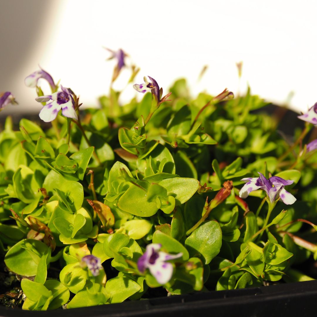 Moneywort (Lindernia grandiflora) Pond Plant with floating pond ring