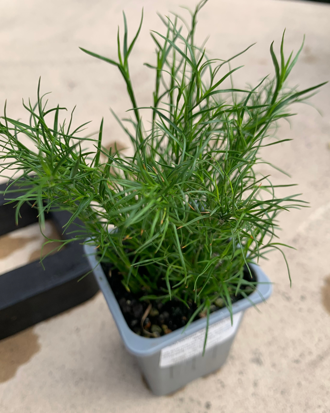 Dwarf Tassel Cord Rush (Baloskion tetraphyllus 'Dwarf') with floating ring