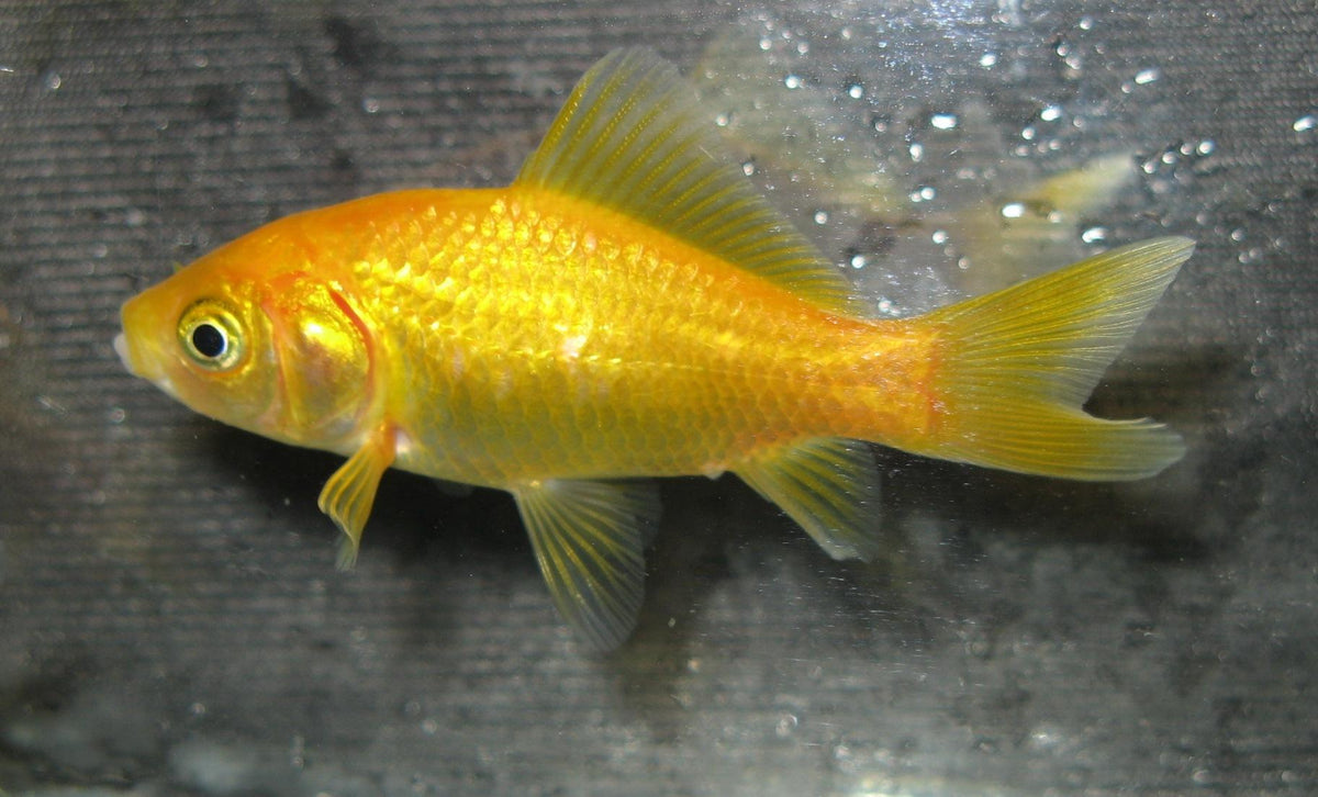 Golden Comet - 5cm