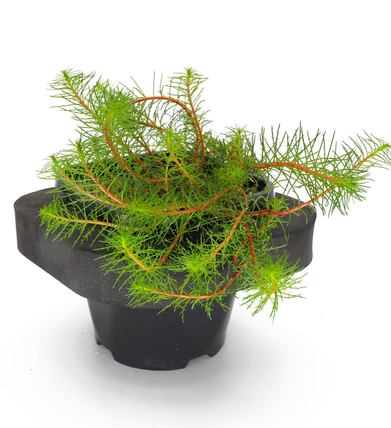 Red DragonFly Milfoil (Myriophyllum papillosum Dragonfly) with Floating Ring