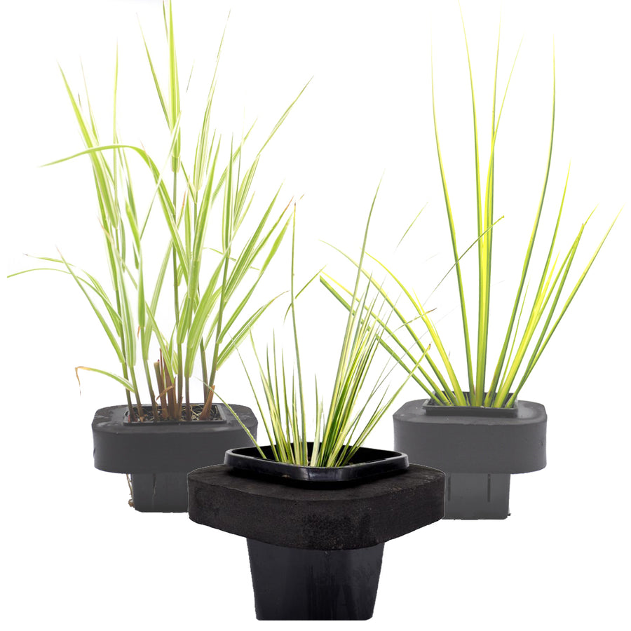 Buy Reeds, Rushes and Grasses for Ponds and Dams Pond and Water