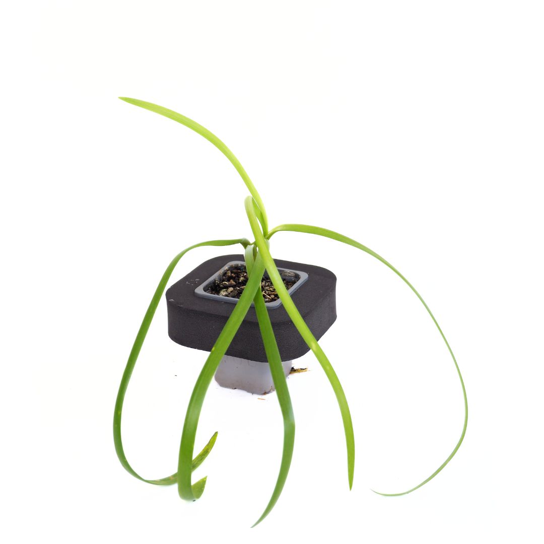 Water Ribbon (Triglochin procera ) Pond Plant with Floating Ring
