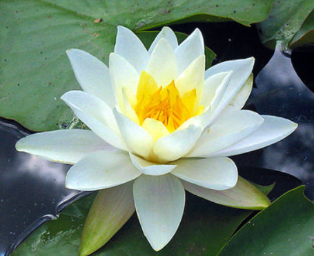 Water lily starter pack - 4 corm pack  (Nymphaea hardy hybrids)