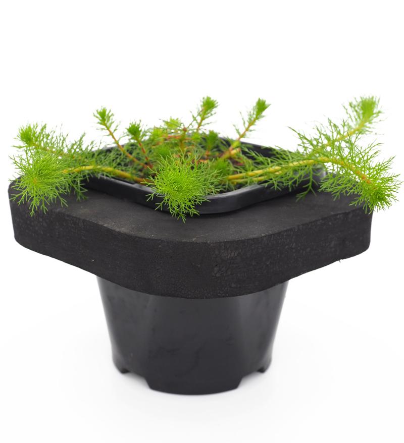 Upright Water Milfoil (Myriophyllum crispatum) 12cm pot and floating ring