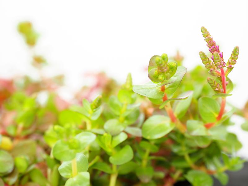 Pink Rotala (Rotala roundifolia) 12cm pot and floating ring