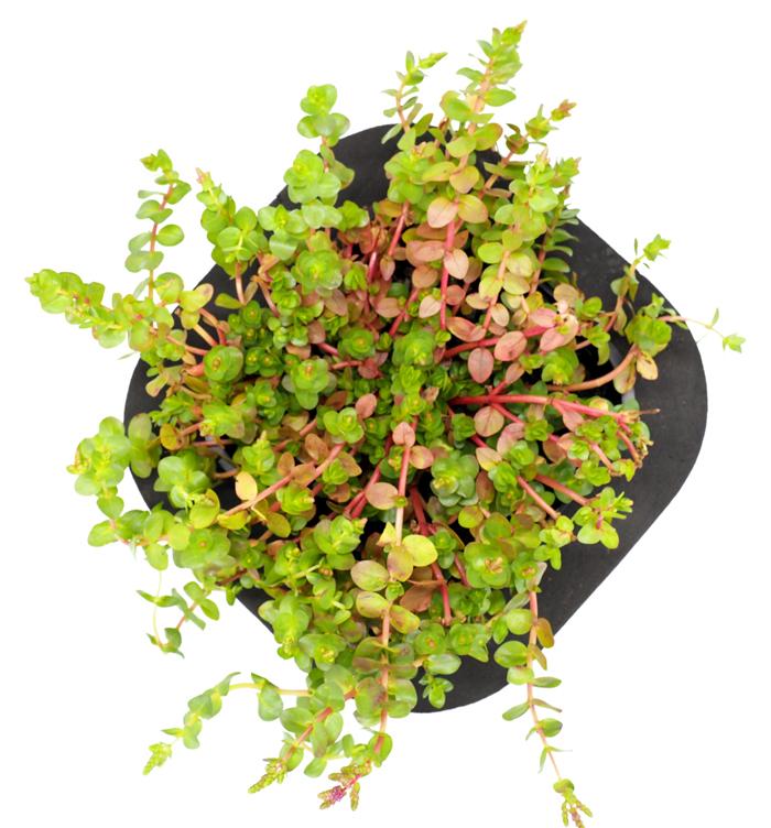 Pink Rotala (Rotala roundifolia) 12cm pot and floating ring