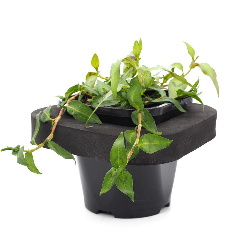 Vietnamese Water Mint (Polygonium odoratum) 12cm pot with floating ring