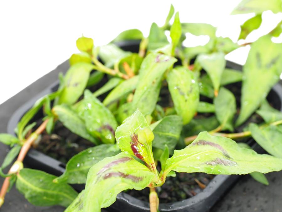 Vietnamese Water Mint (Polygonium odoratum) 12cm pot with floating ring