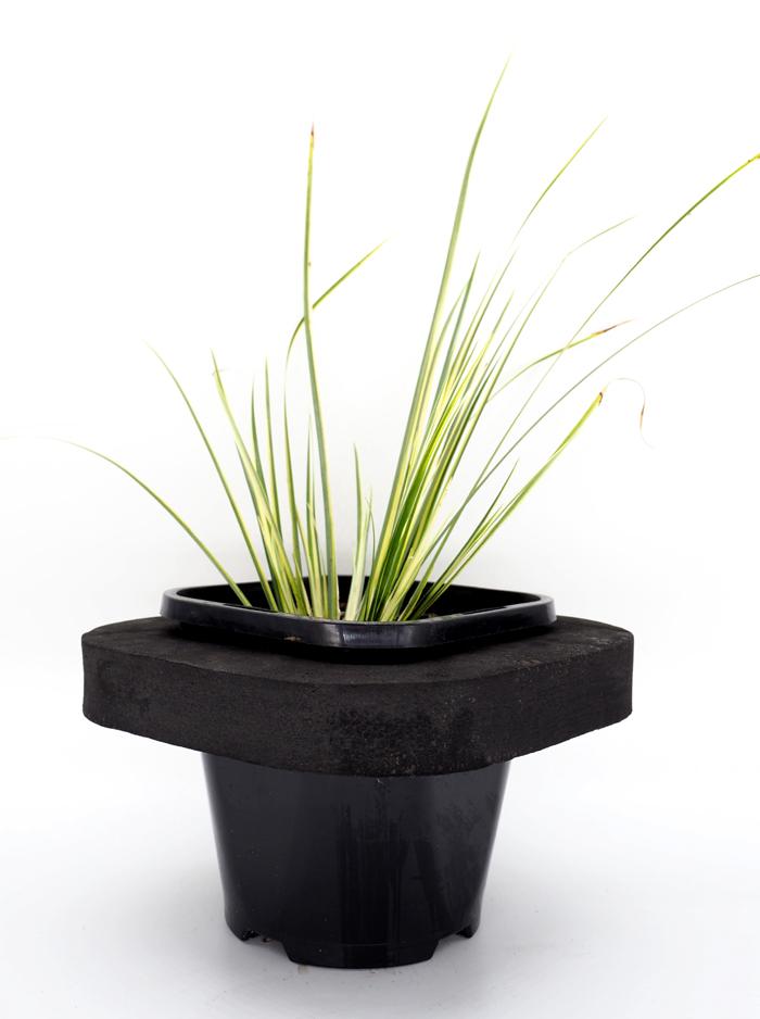 Varigated Sweet Flag (Acorus calamus varigated) 12cm pot with floating ring