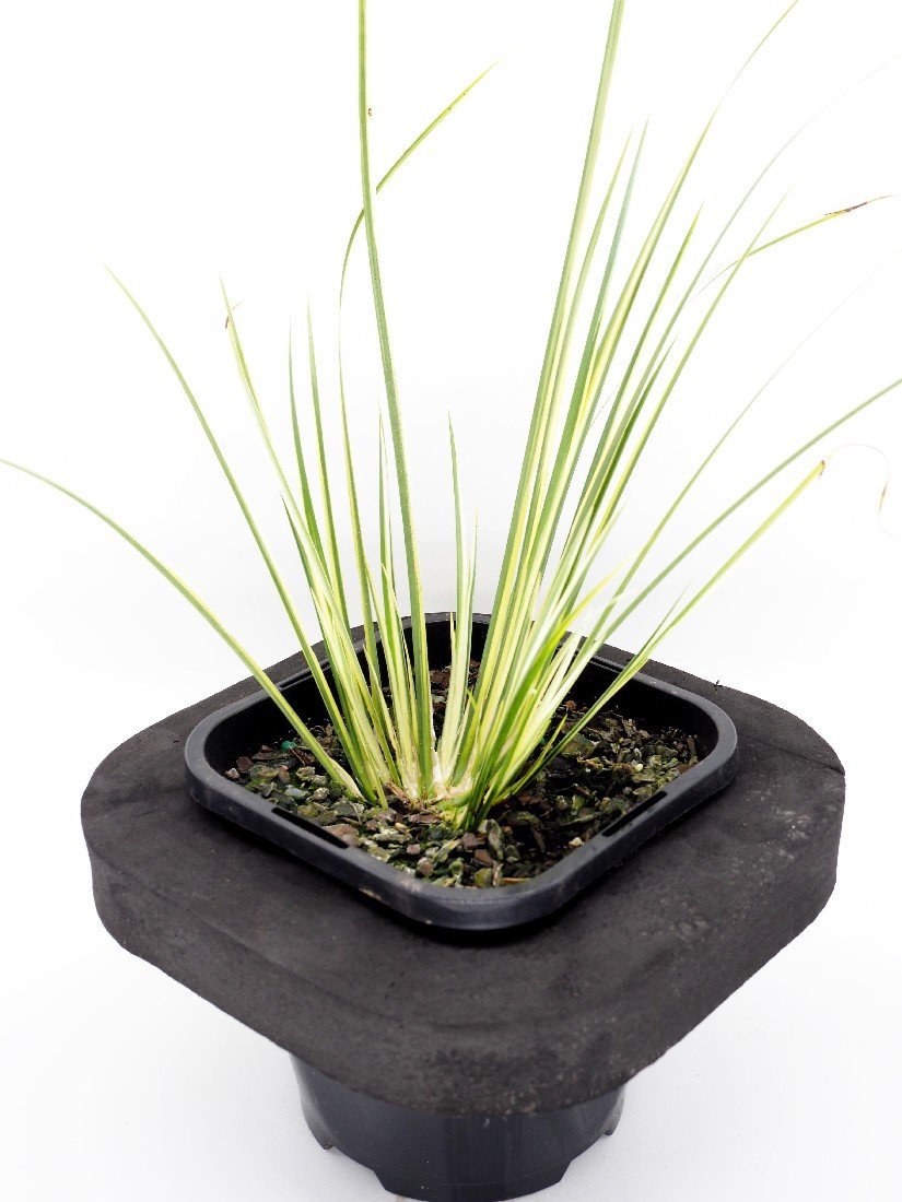 Varigated Sweet Flag (Acorus calamus varigated) 12cm pot with floating ring