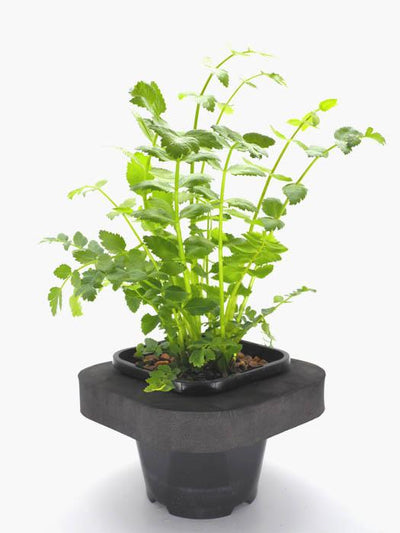 Water celery (Berela erecta) 12cm pot and floating ring