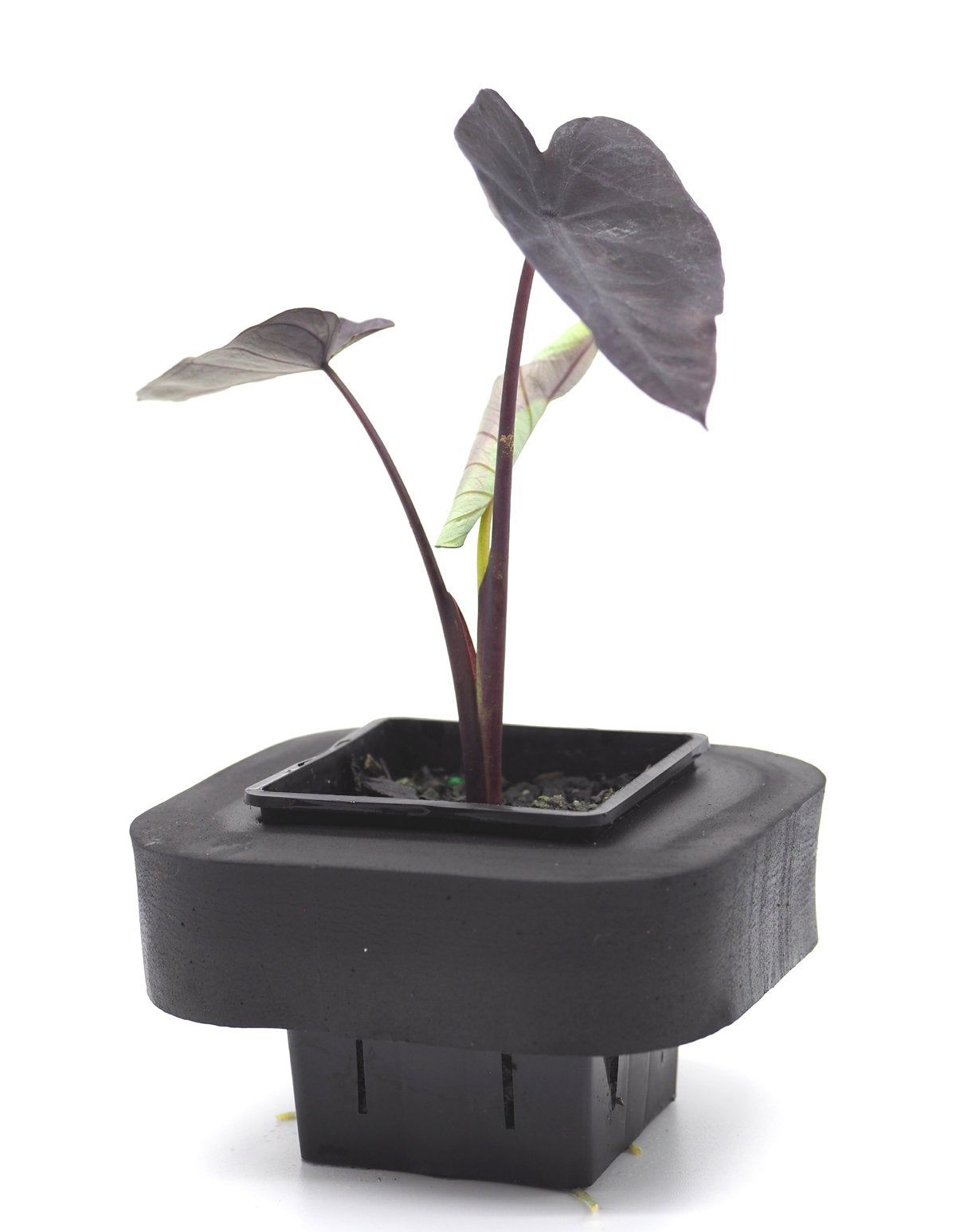 Taro Illustris (Colocasia Esculenta) pot with floating ring