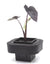Taro Illustris (Colocasia Esculenta) pot with floating ring