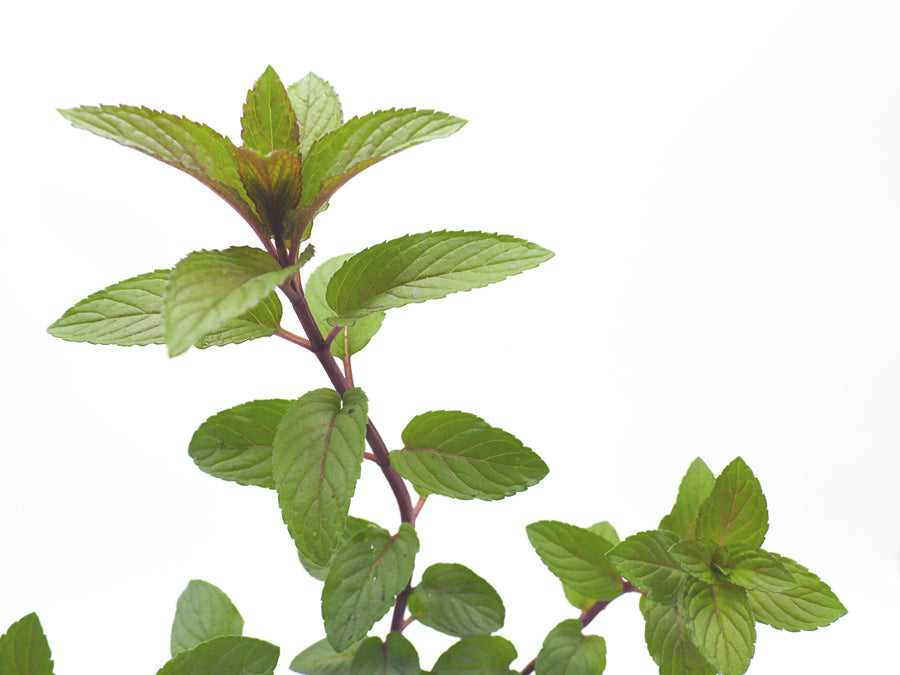 Chocolate Water Mint (Mentha × piperita f. citrata) with floating pond ring