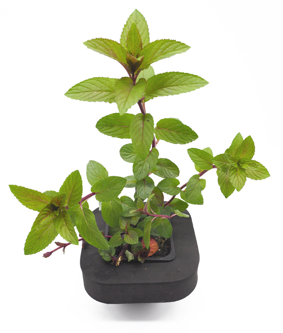 Chocolate Water Mint (Mentha × piperita f. citrata) with floating pond ring