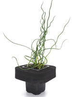Corkscrew Rush (Juncus effusus cv. Spiralis) with floating ring 