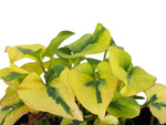 Court Jester (Houttuynia varigated)  pond plant with floating ring, features varigated foliage