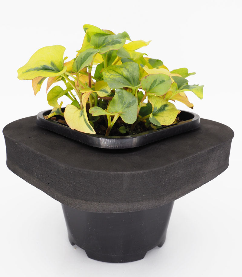 Court Jester (Houttuynia varigated)  pond plant with floating ring, features varigated foliage