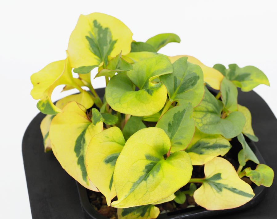 Court Jester (Houttuynia varigated)  pond plant with floating ring, features varigated foliage