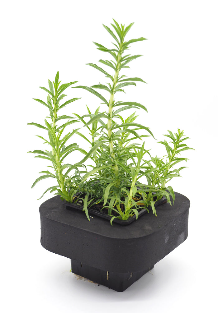 Buy Flowering Pond Plants Online Australia Aquatic Plants Water