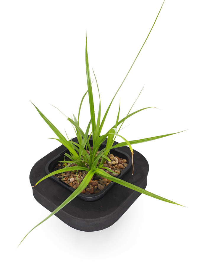 Buy Pond Plants Online Australia | Frog Grass (Carex fascicularis) with ...
