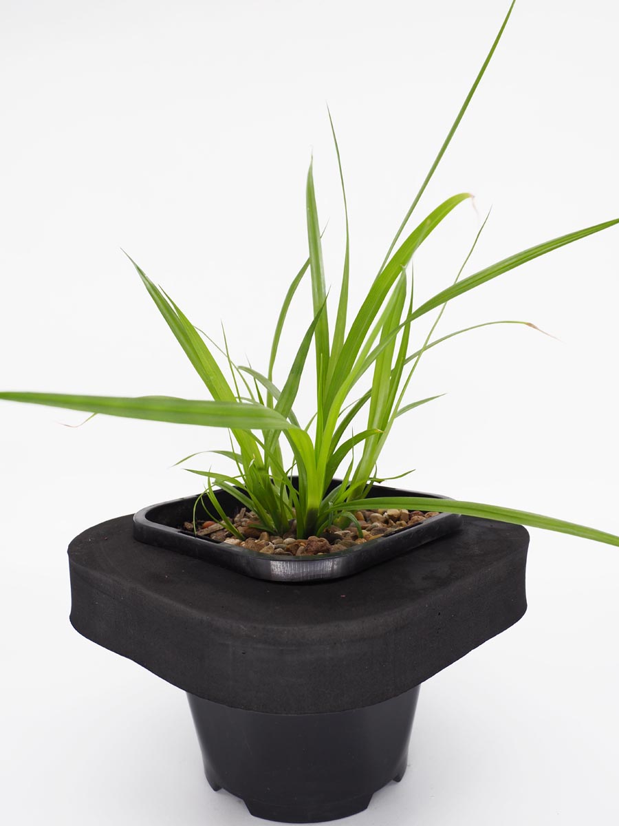 Buy Pond Plants Online Australia | Frog Grass (Carex fascicularis) with ...