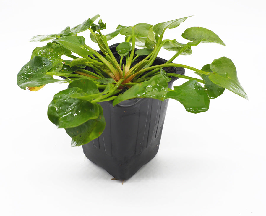 Running Marsh Flower  (Villarsia reniformis) with floating ring