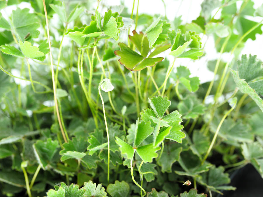 Hairy Nardoo (Marsilea Drummondii) pond plant with floating ring, soft delicate furry leaves make this plant an intriguing Australian native water plant