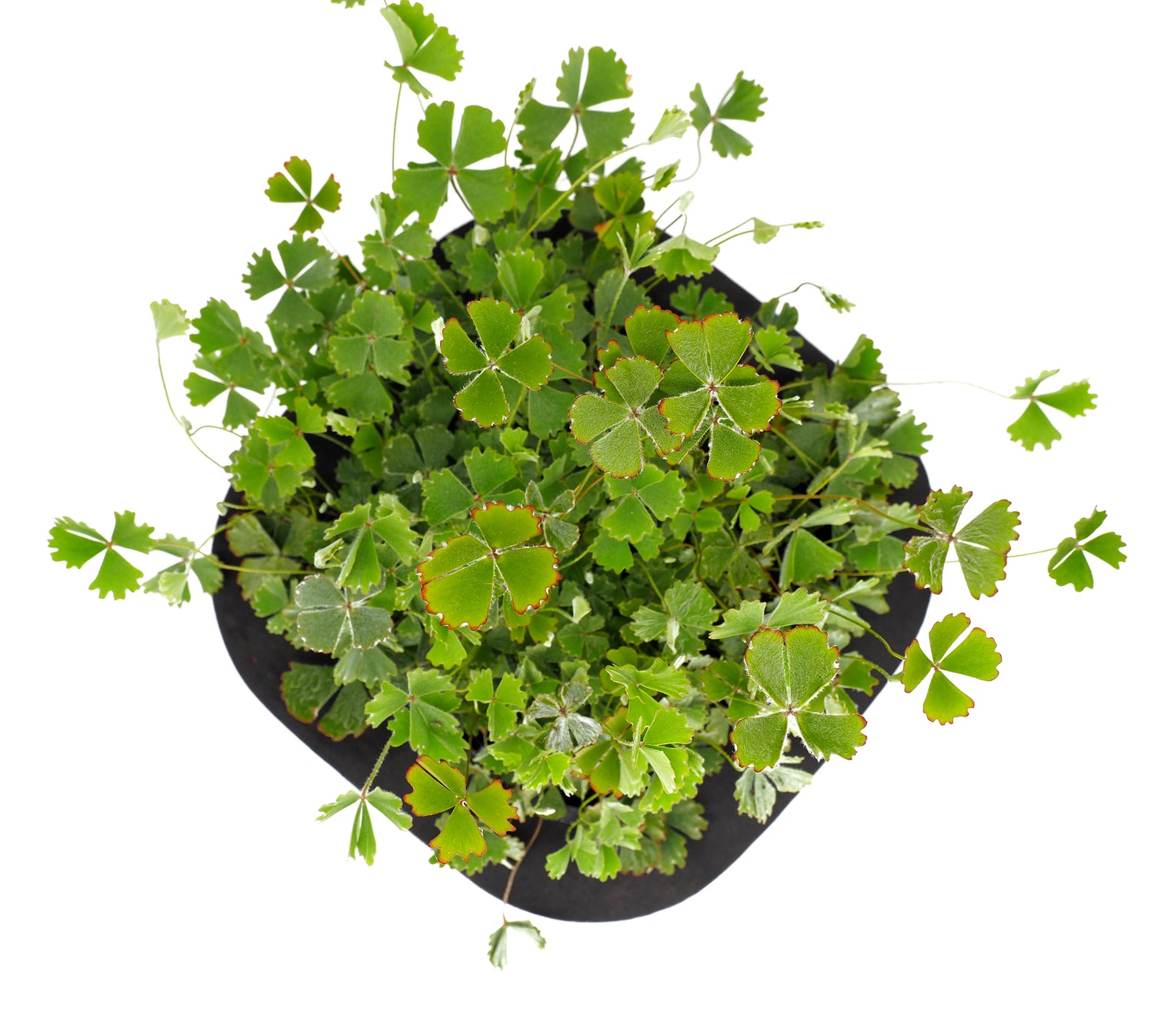 Hairy Nardoo (Marsilea Drummondii) pond plant with floating ring, an edible Australian native water plant