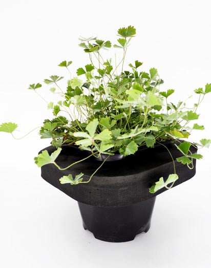 Hairy Nardoo (Marsilea Drummondii) pond plant with floating ring, an Aussie pond plant!