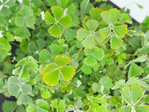 Hairy Nardoo (Marsilea Drummondii) pond plant with floating ring