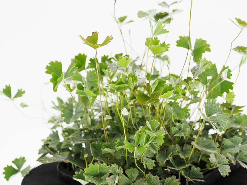 Hairy Nardoo (Marsilea Drummondii) pond plant with floating ring, an Aussie native water plant that provides habitat for frogs