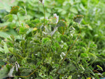 Hairy Nardoo (Marsilea Drummondii) pond plant. Leaves close at night or when days are overcast