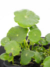 Shield Pennywort (Hydrocotyle sibthorpioides) with floating ring